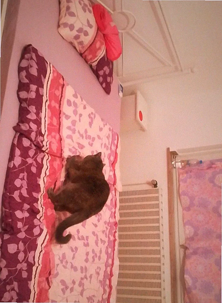 Verkaufe Aus Platzgründen Mein Bett Mit Matratze Und Lattenrost !