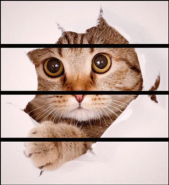 Wallario Aufkleber Möbelfolie Ikea Malm 4 Schub Katze Blick nach vorn katze loch