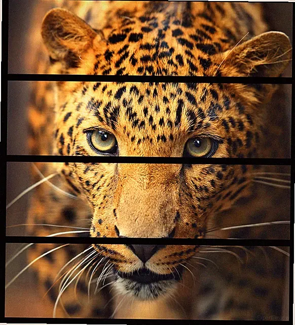 Wallario Aufkleber Möbelfolie Ikea Malm 4 Schub Leopard Nahaufnahme beim Laufen